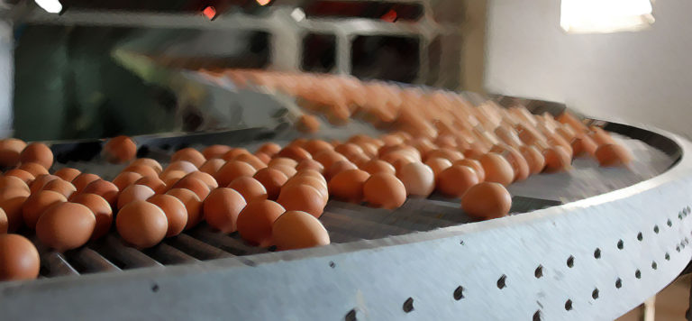 Значительное снижение производства крупнейшей яичной компанией украины