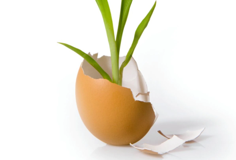 Обрушение рынка яиц на растительной основе: чистая этикетка, питательность и соответствие «фанатичному» спросу (сокращенно)